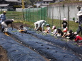 田植え201303