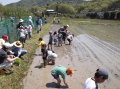 田植え201309