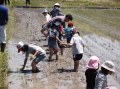 田植え201310