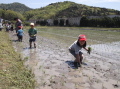 田植え201313