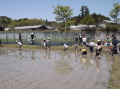 田植え201318