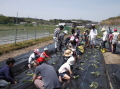 2014田植え06