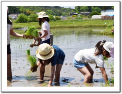 2015田植え01