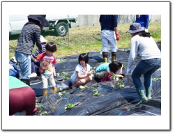 2015田植え02