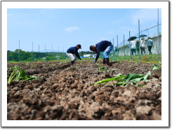 2016田植え04