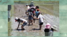 田植えをしよう！