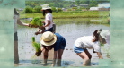 2015田植えをしよう！