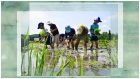 2016田植えをしよう！